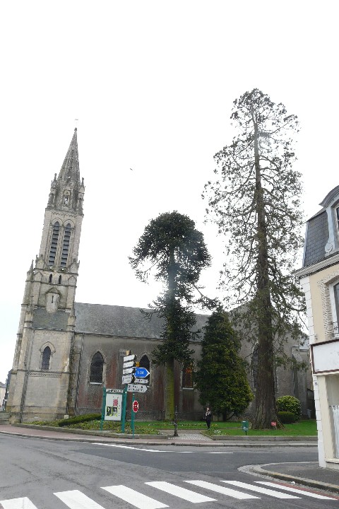 Séquoia géant à Caumont l'Eventé
