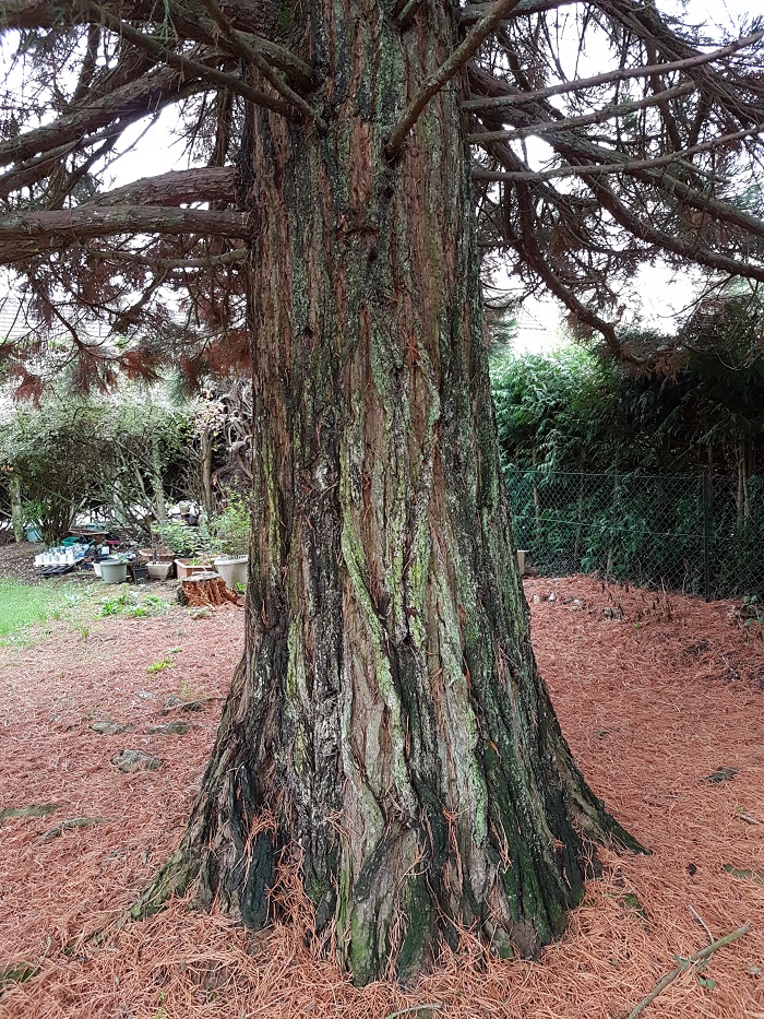 Séquoia géant à Chaignolles