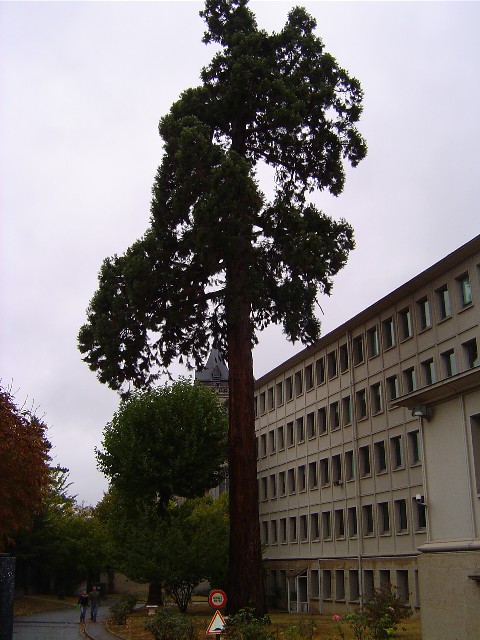 Séquoia géant cité administrative