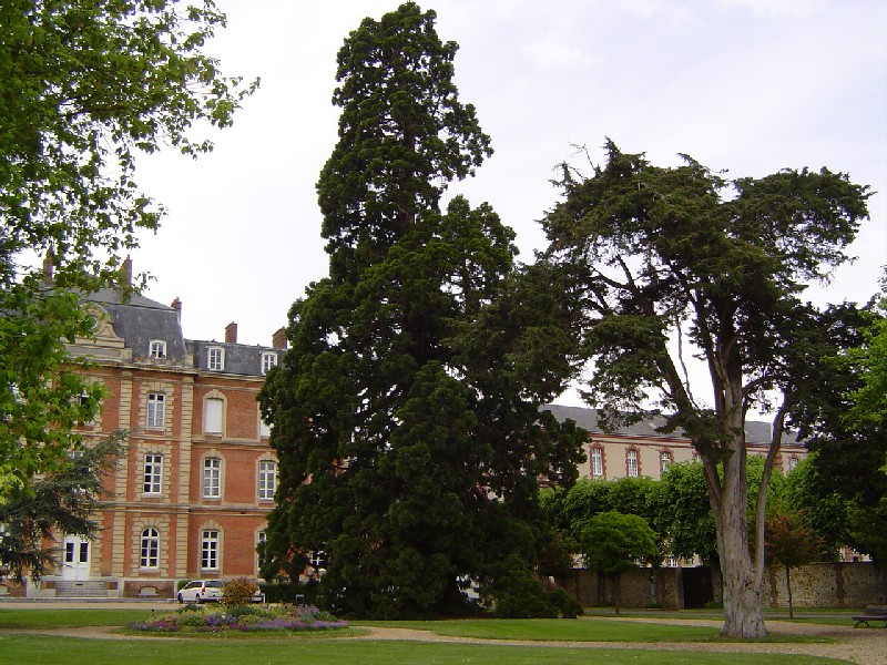 Séquoia géant à Evreux route de Conches