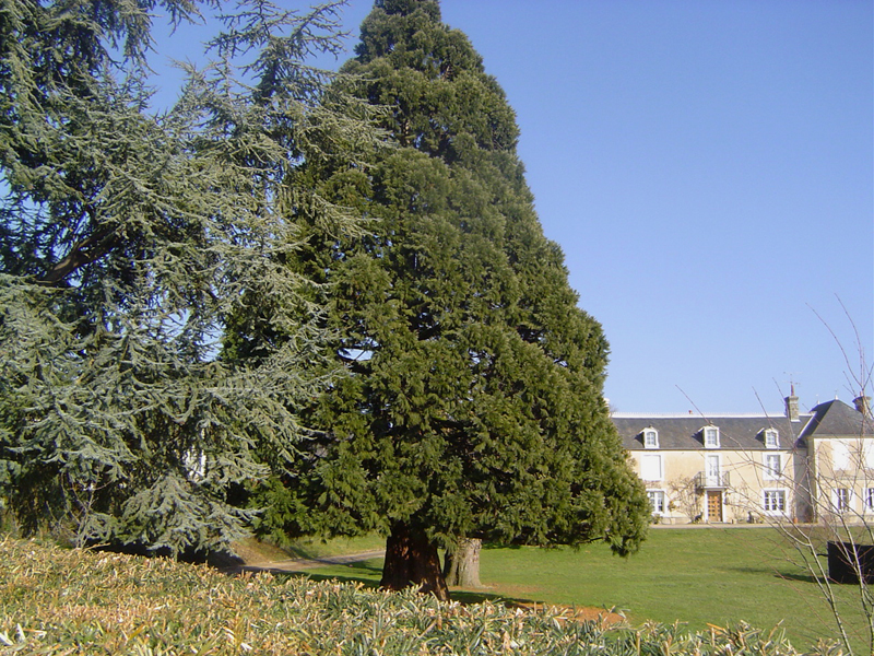 Séquoia géant, Avenue d'Hastings © Eric Touya