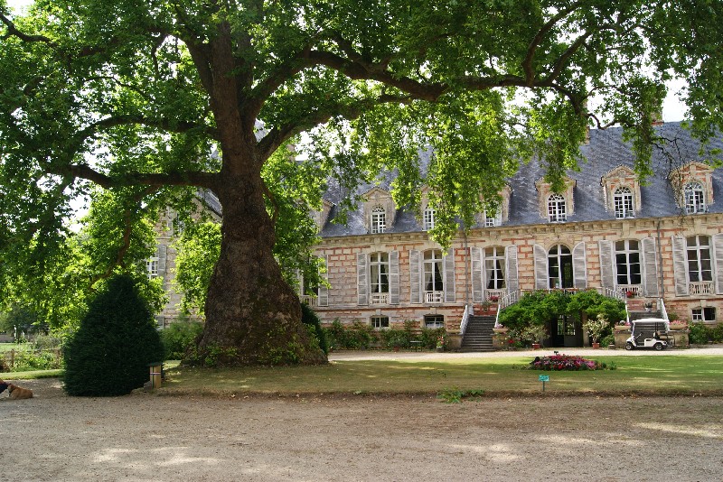 Platanus Orientalis