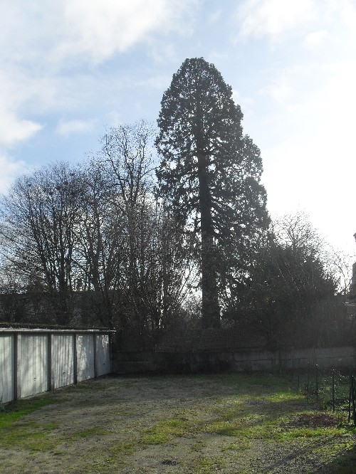 Séquoia géant à Flers