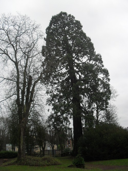 Séquoia géant à Flers
