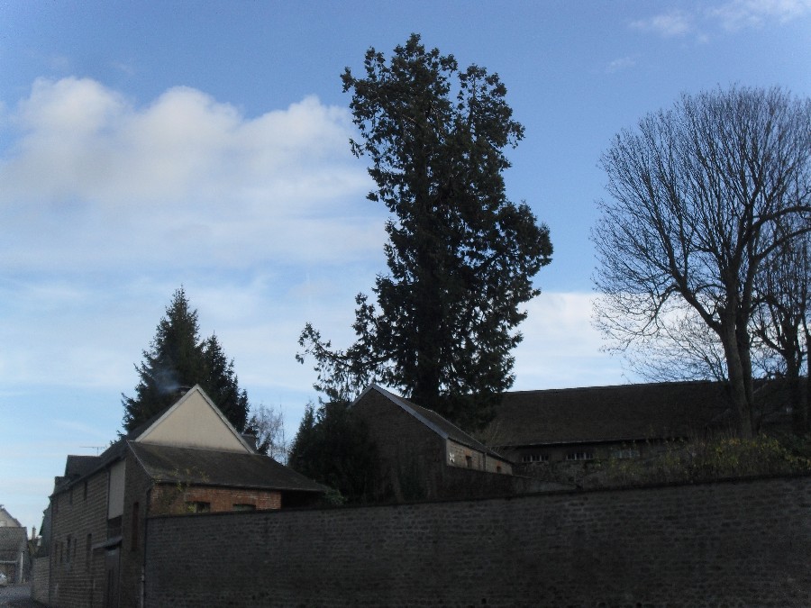 Séquoia géant à Flers