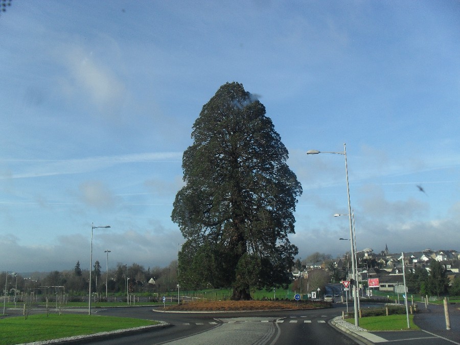 Séquoia géant à Flers