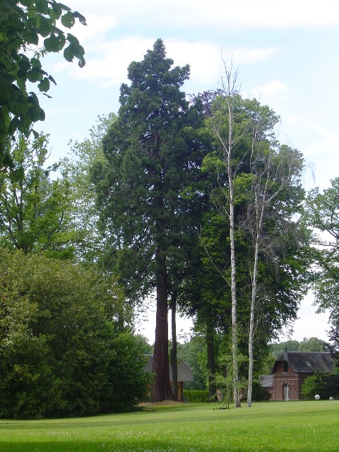 Séquoia géant folie du bois des fontaines