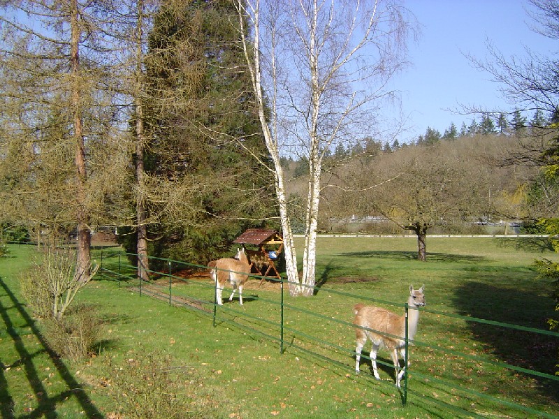 Séquoia géant et Lamas