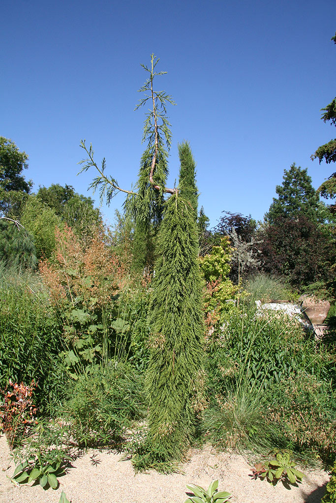Séquoia géant pendulum