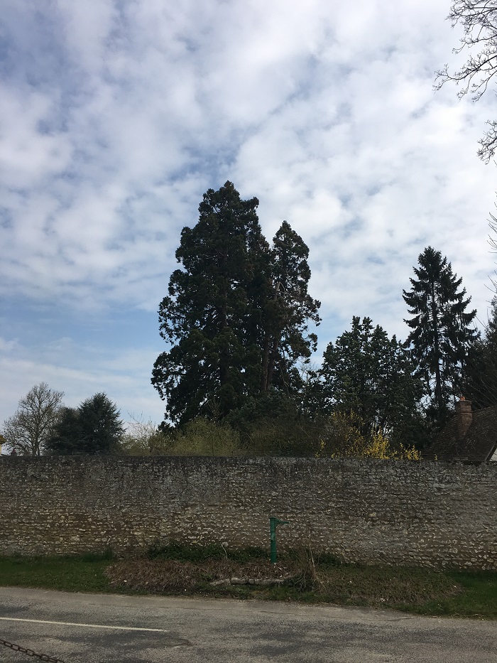 Séquoia géant à Guerny