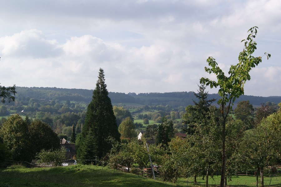 Séquoia géant à Hermival les Vaux