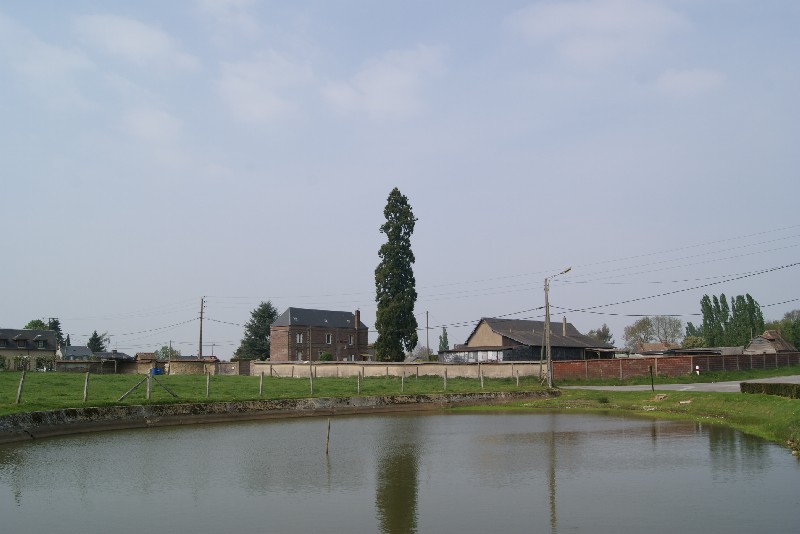 Séquoia géant à Iville