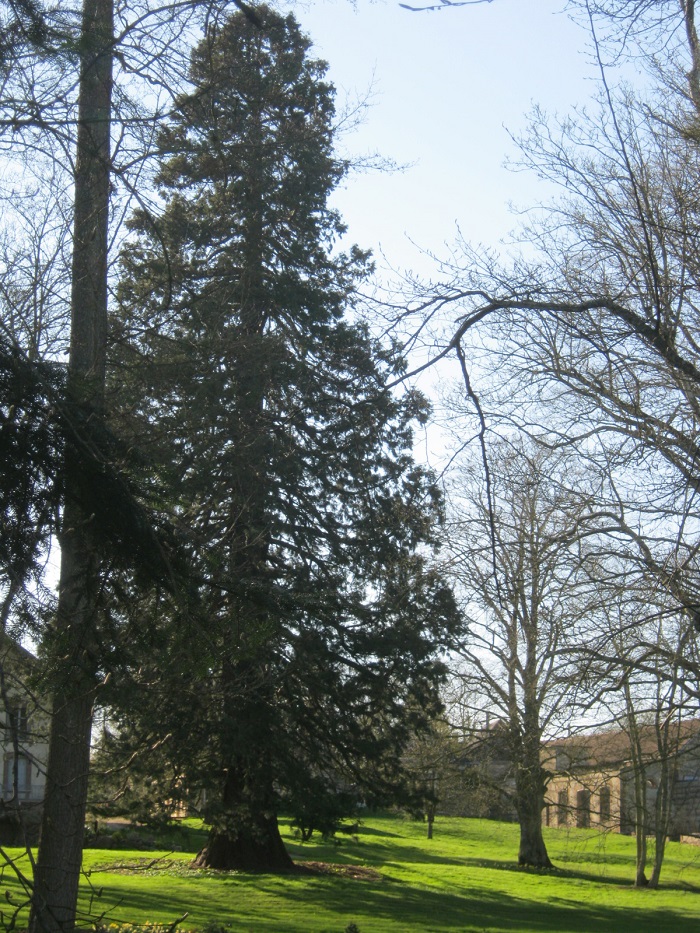 Séquoia géant à L'Aigle