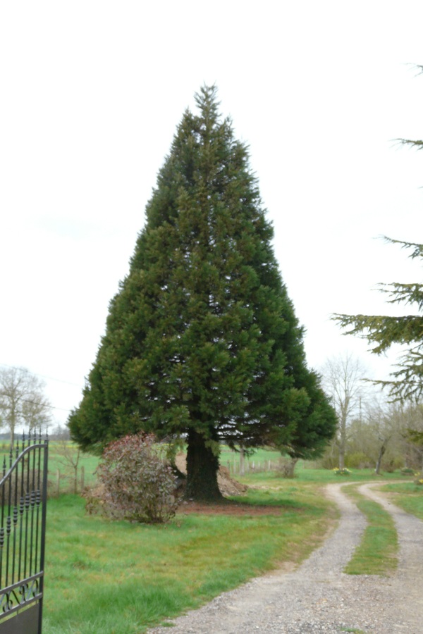 Séquoia géant à La Chapelle Gauthier