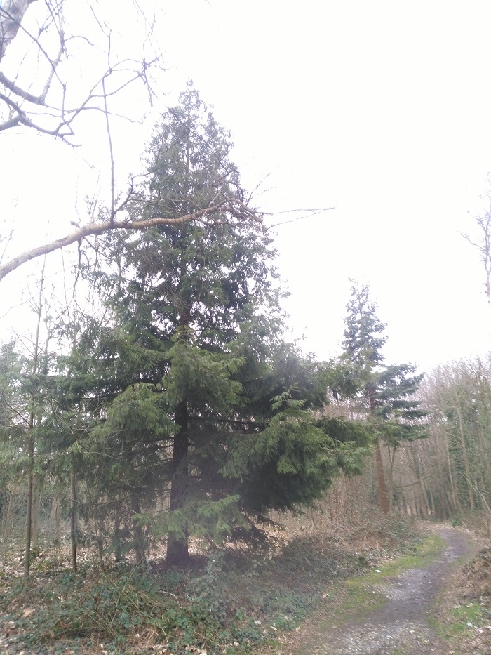 Séquoia sempervirens