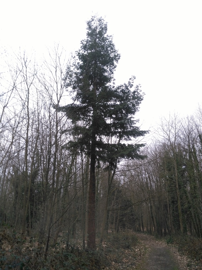 Séquoia sempervirens