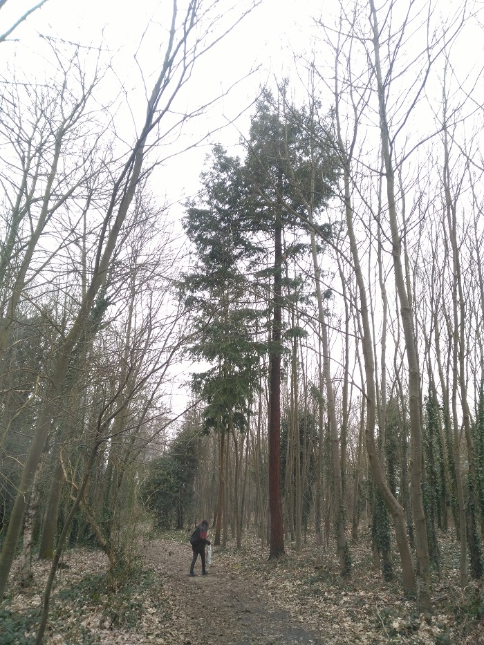Séquoia sempervirens