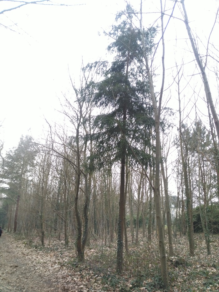 Séquoia sempervirens