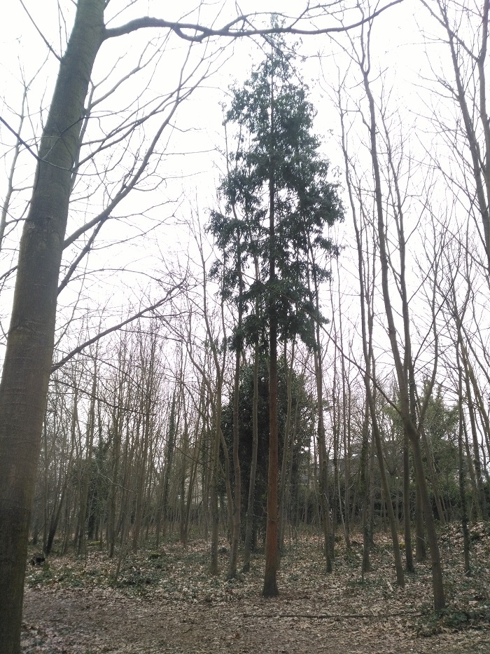 Séquoia sempervirens
