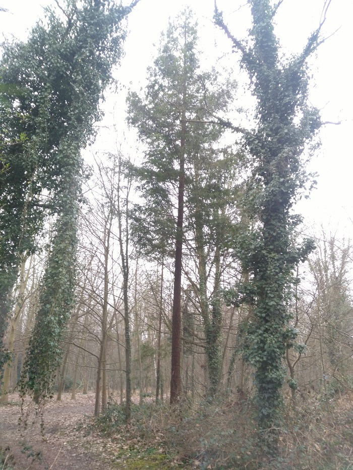 Séquoia sempervirens