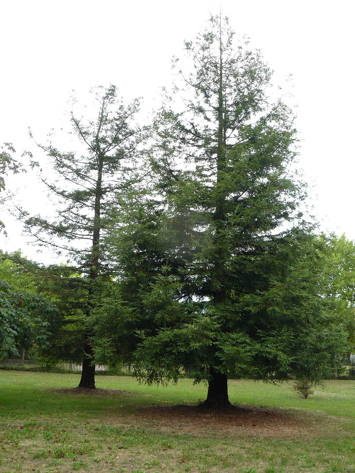Séquoias sempervirens