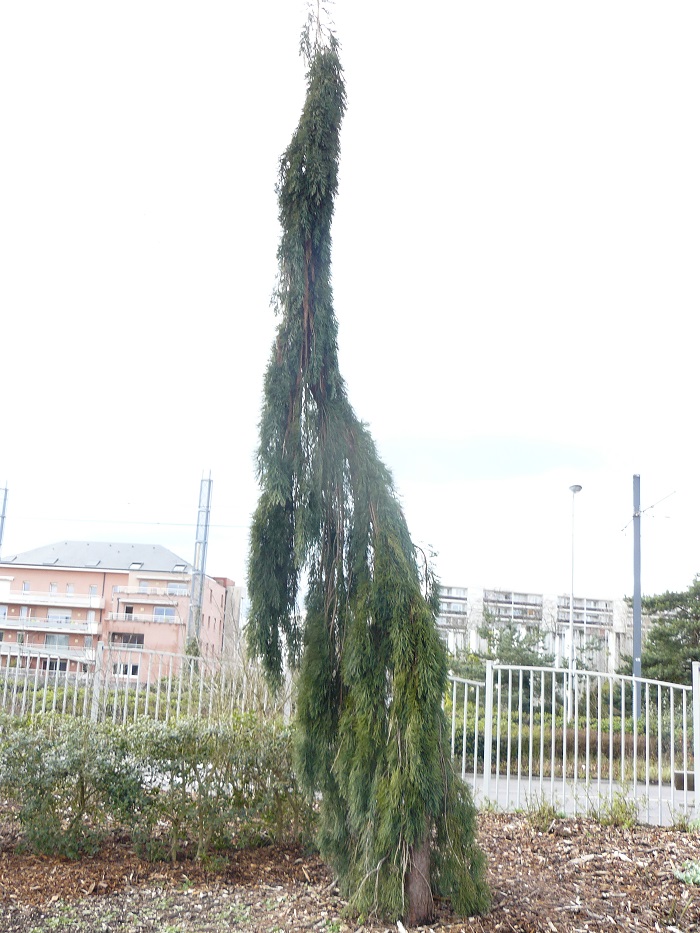 Séquoia 