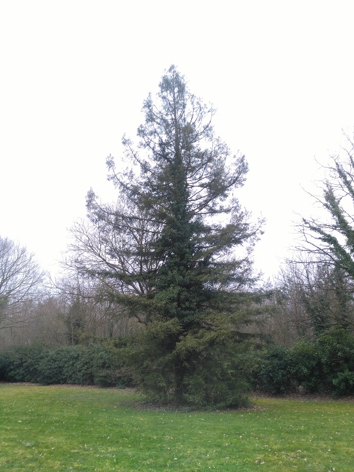 Séquoia sempervirens