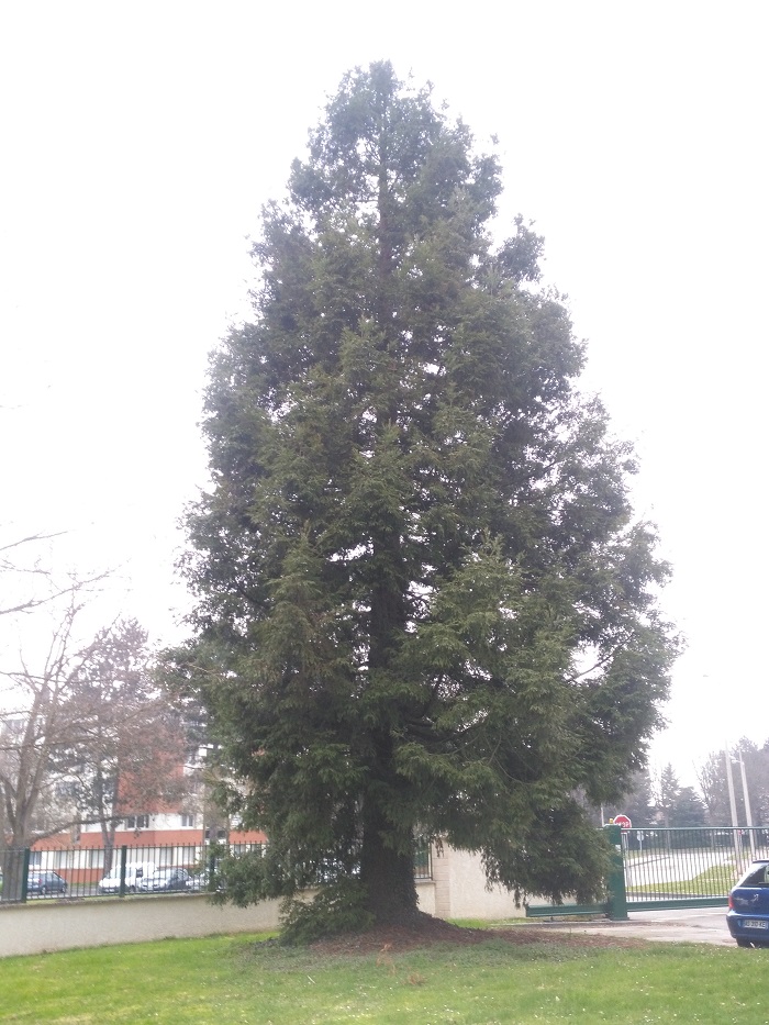 Séquoia sempervirens