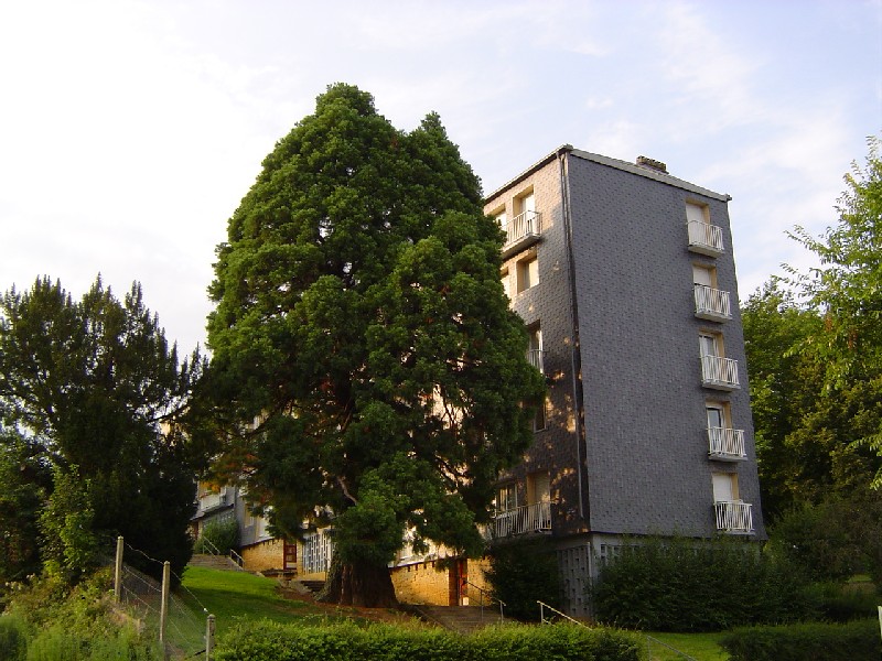 Séquoia géant rue Albert Camus