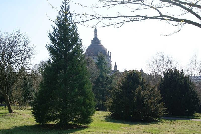 Séquoia géant arboretum de Lisieux