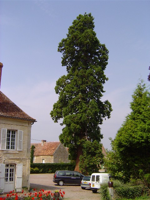 Séquoia géant au Haras du Logis