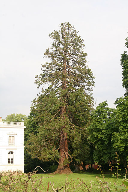 Séquoia géant à Louviers