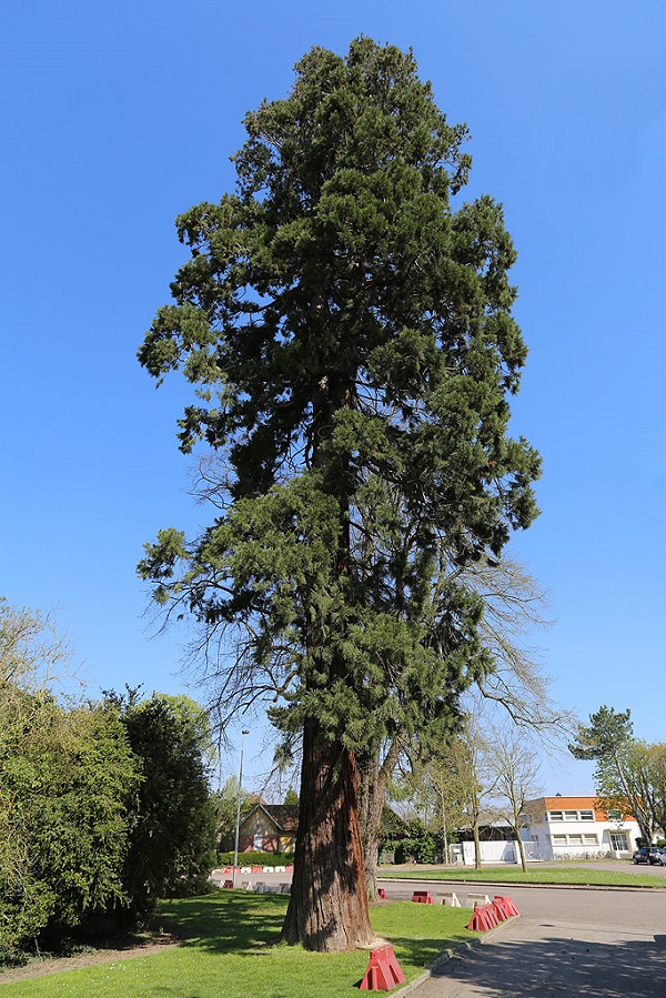 Séquoia géant à Louviers