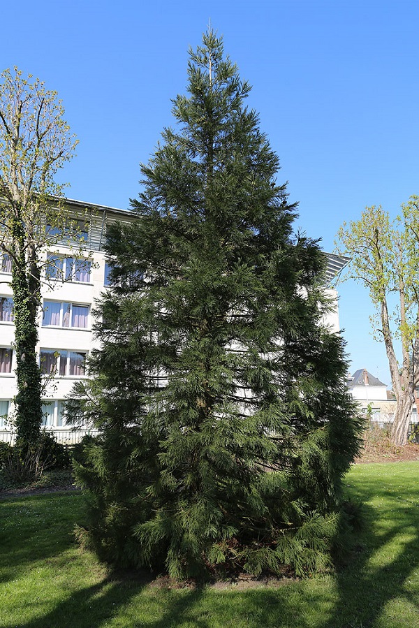 Séquoia géant à Louviers