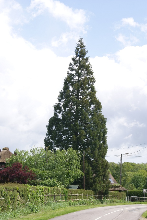 Séquoia géant à Louviers