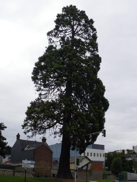 Séquoia géant à Maromme