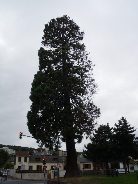 Séquoia géant à Maromme
