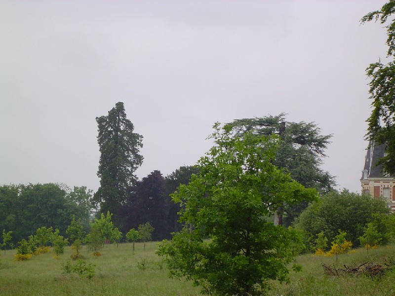 Séquoia géant au Haras de Montfort