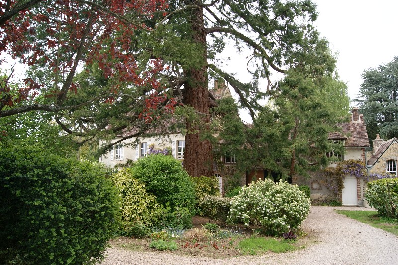 Séquoia géant à Moutiers au Perche