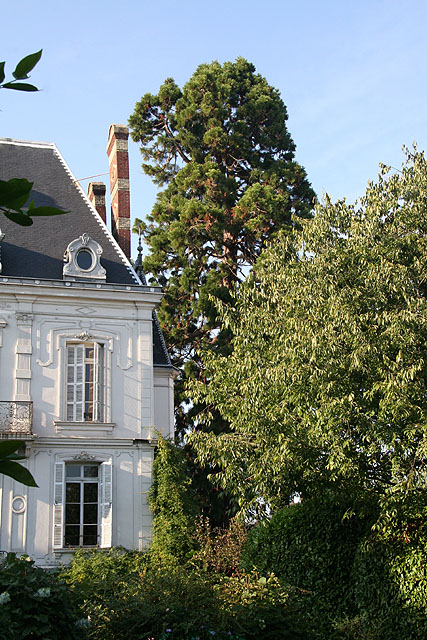 Séquoia géant à Oissel