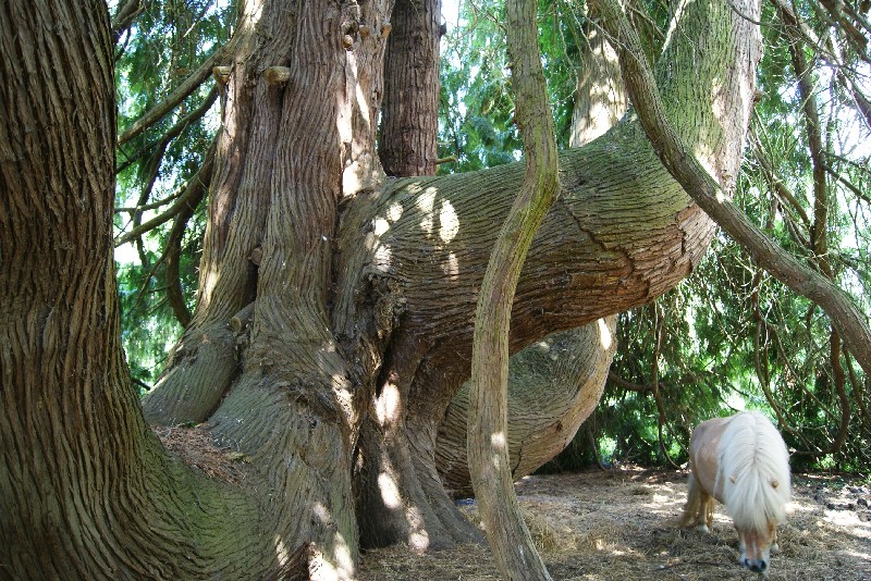 Thuya géant de Californie ou thuya plicata