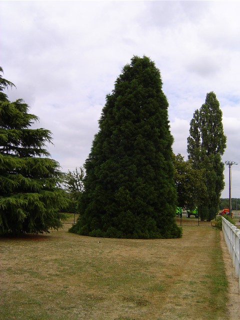 Séquoia géant à Parville