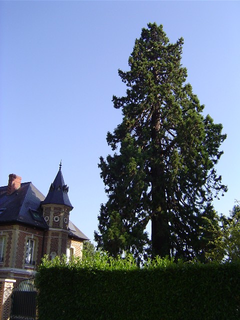 Séquoia géant à Pont Audemer