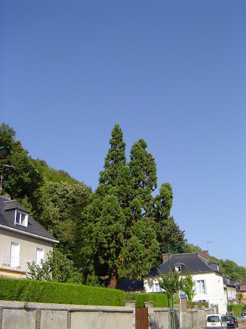 Séquoia géant multi-branches