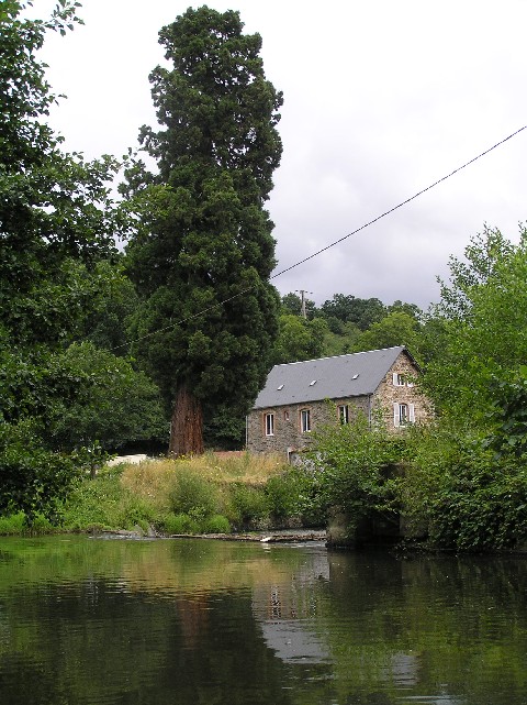 Séquoia géant à Pont d'Oully