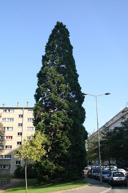 Séquoia géant à Rouen