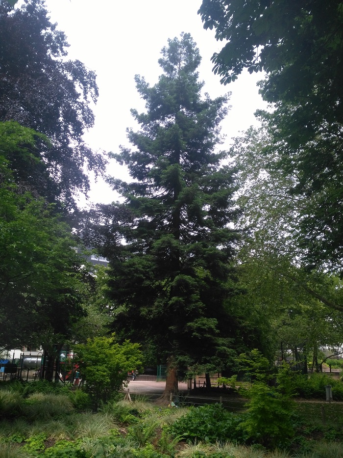 Séquoia sempervirens
