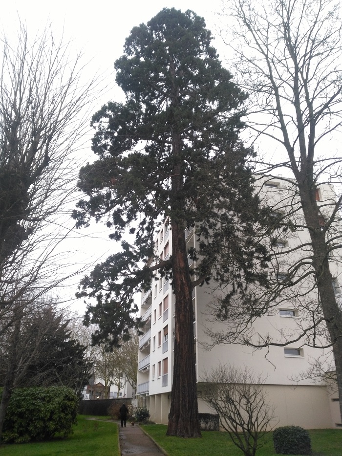 Séquoia géant à Rouen