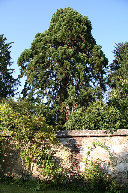 Séquoia géant à Rouen