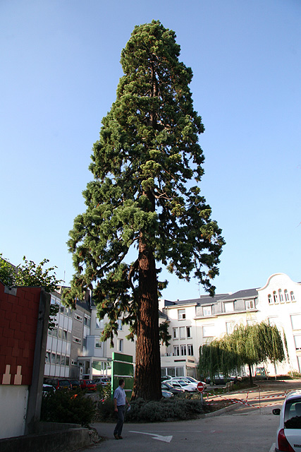 Séquoia géant à Rouen